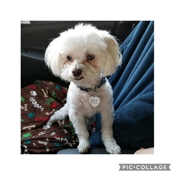 Meet Pixel and Mobo - Picture 4 of 6